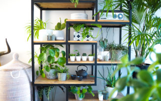 keep houseplants alive