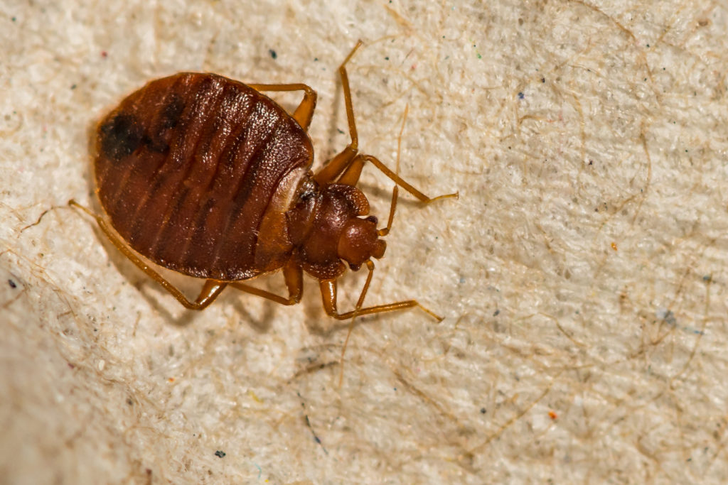 How To Keep Bed Bugs Out of Your Storage Unit